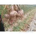 Gute Qualität New Crop Knoblauch 2019